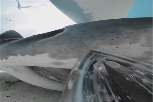 مقطع مصور من داخل فم سمكة قرش النمر