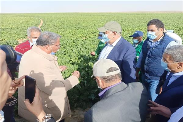 استمرار حصاد البنجر في غرب المنيا وتوريد 60 ألف طن لمصانع السكر - صور